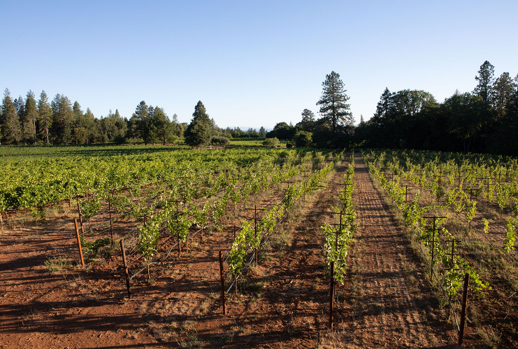 Napa Winemakers Battle County Over Regulatory Overreach